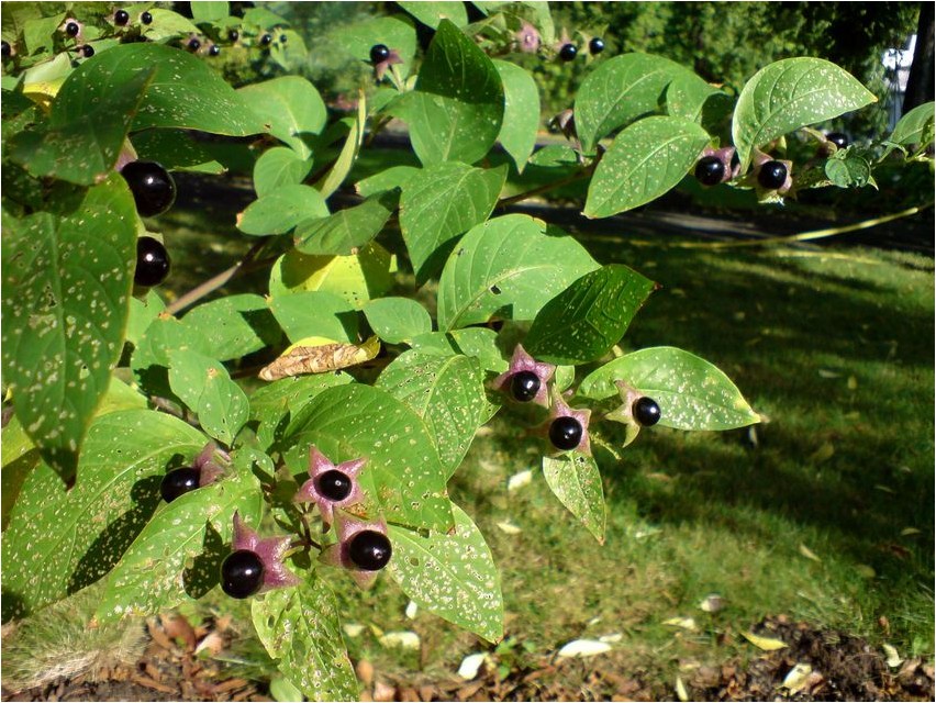Belladonna Belladonna