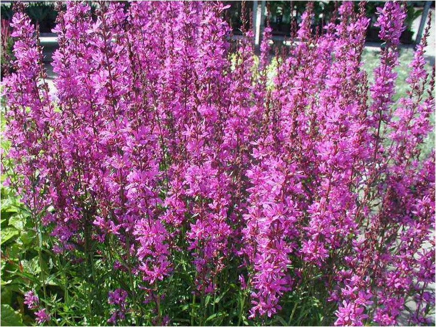 Дербенник прутовидный дербенник Tavaline loosestrife
