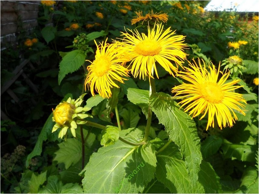 Девясил девясил Elecampane