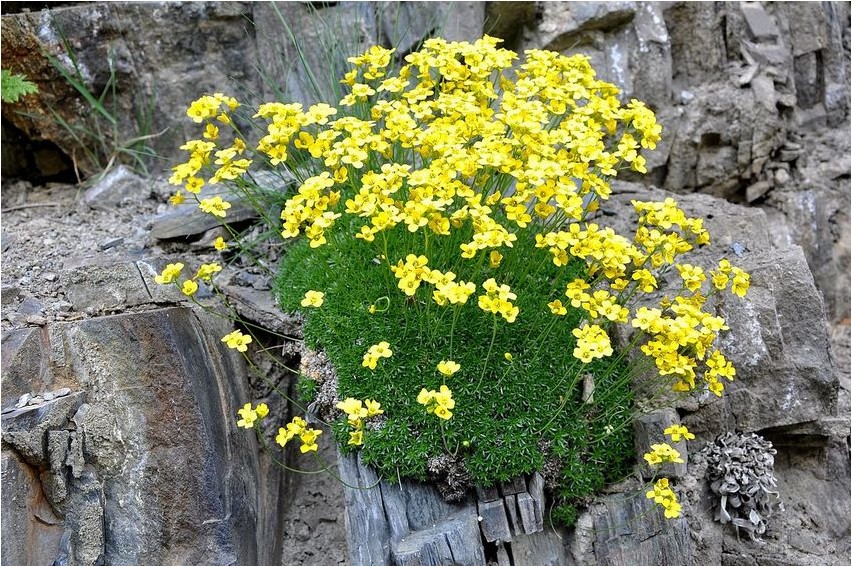Драба (Крупка) драба Draba (Krupka) Draba