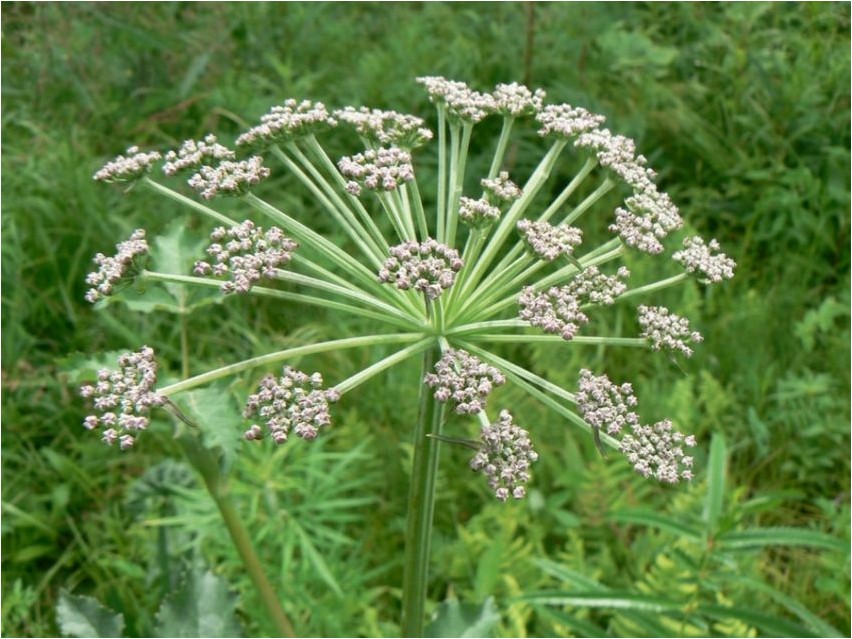 Дудник окаймленный дудник Angelica narmastega angelica