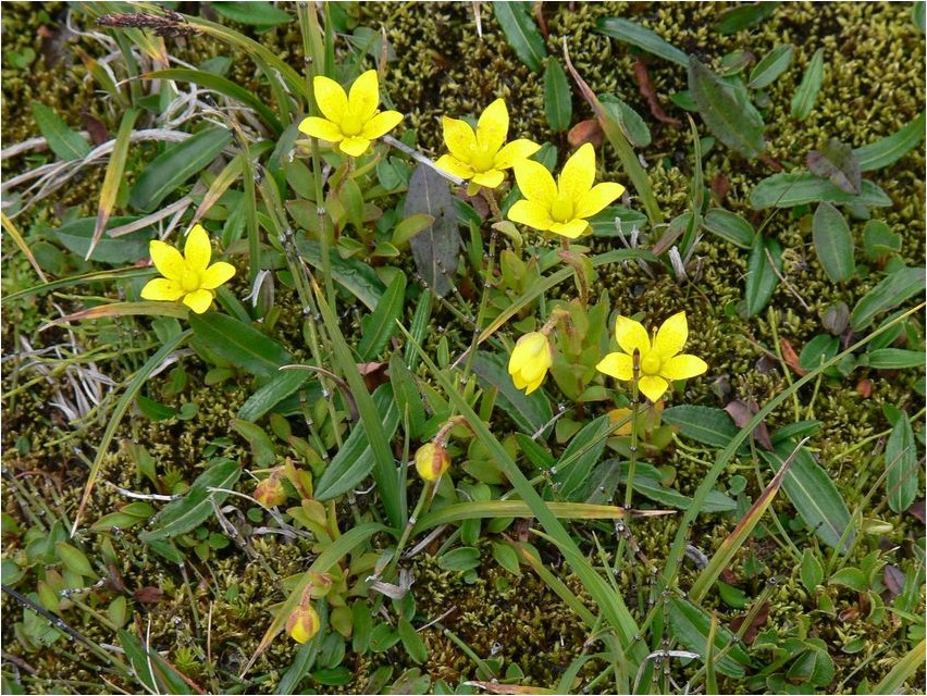 Камнеломка болотная камнеломка Saxifraga Sumpf-Steinbrech