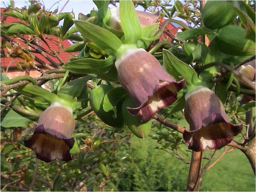 Кодонопсис ланцетный кодонопсис Codonopsis lanceolata Codonopsis