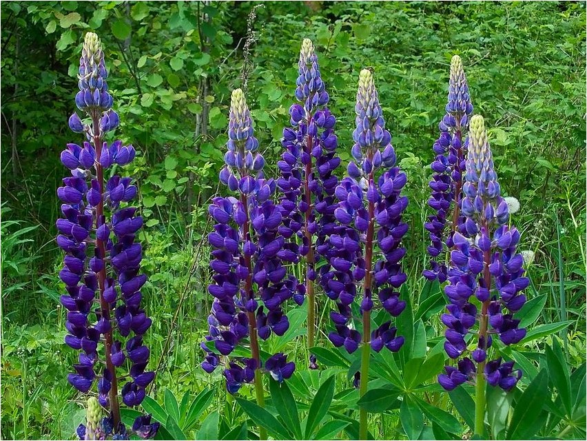 Lupine Weiße Lupine
