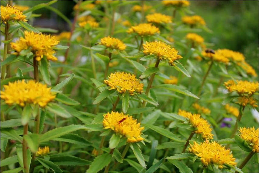 Очиток живучий очиток Sedum tenacious sedum