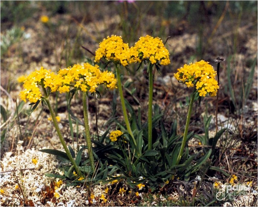 Патриния сибирская патриния Patrinia Siberi patriina