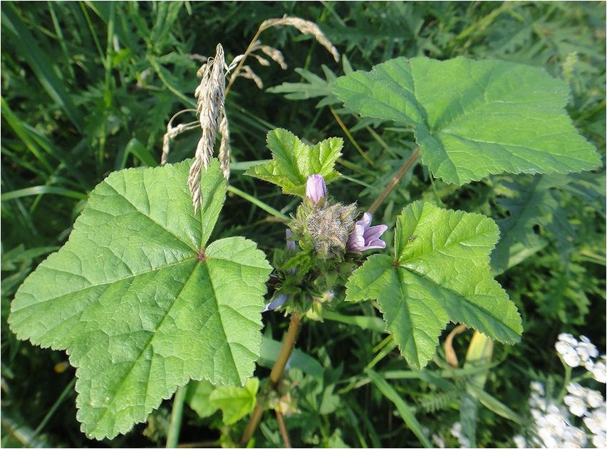 Просвирник могилевский просвирник Mallow Mogilev Mallow