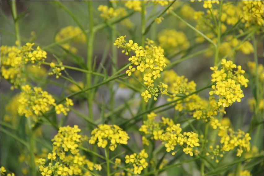 Редька дикая дикая Wild wild radish
