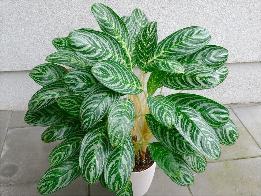 Aglaonema aglaonema