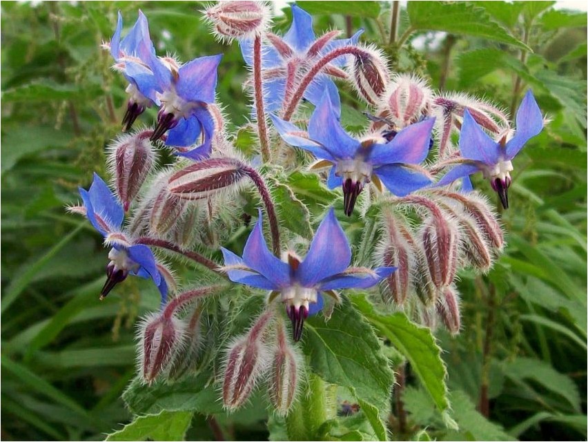 Borago borago