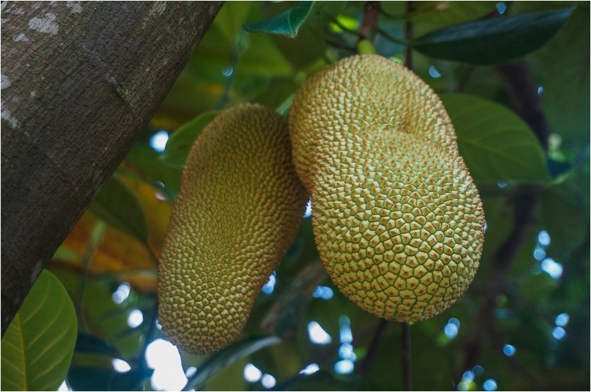 Чемпедак чемпедак Champedak Champedak