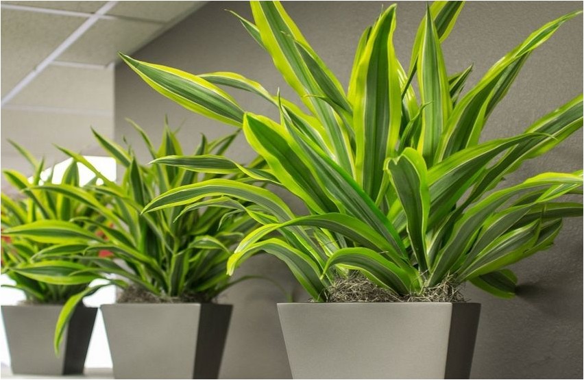 Драцена деремская деремская Dracaena dereme dereme