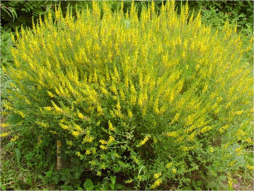 Ginster färben Ginster