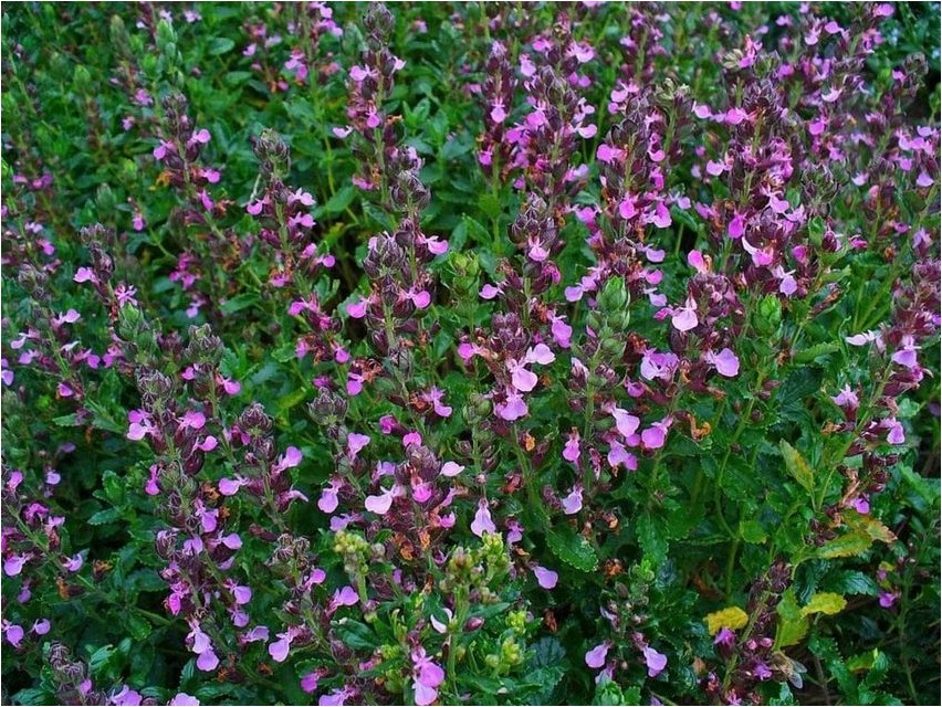 Harilik germander (kurereha)