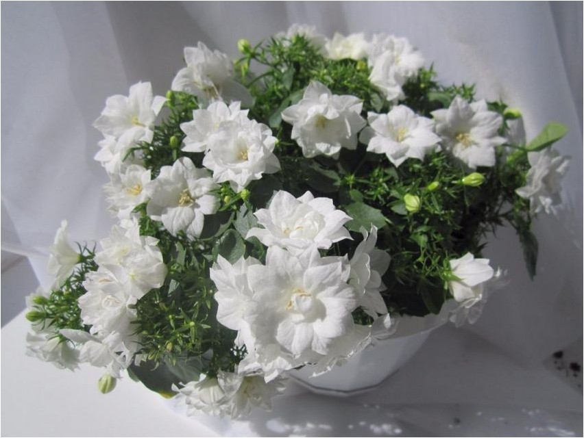 Колокольчик равнолистный колокольчик Glockenblume (Campanula equifolia)