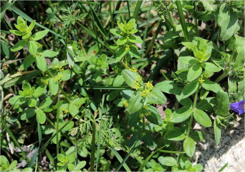 Cruciata glatte Cruciata