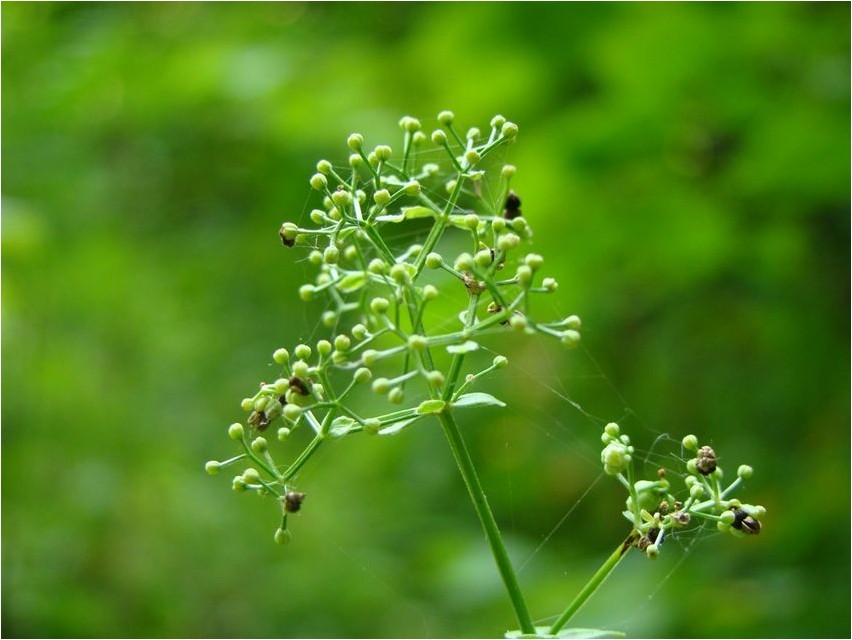 Подмаренник членистый подмаренник Labkraut, geteiltes Labkraut