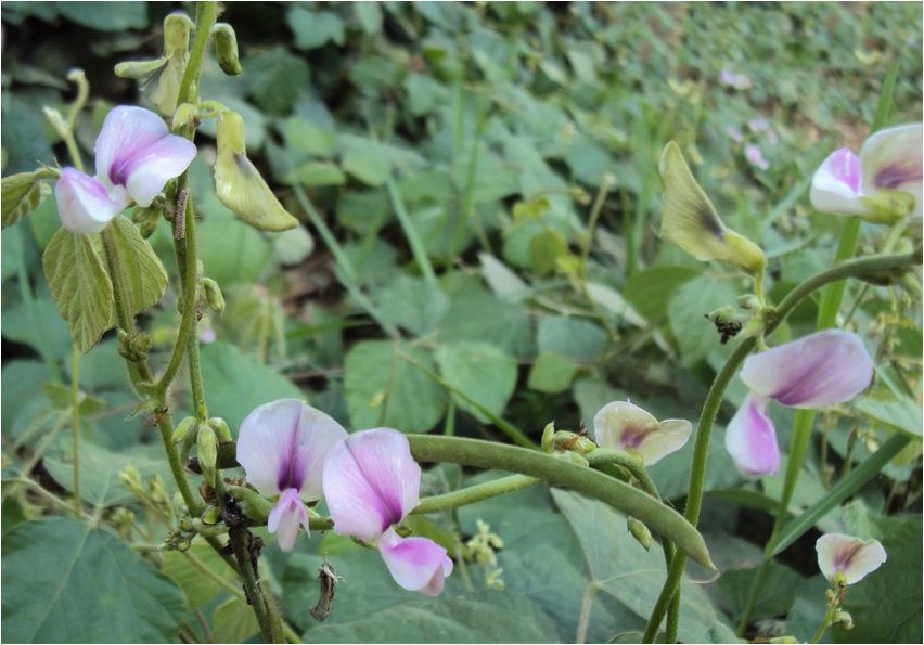 Пуэрария фасолевидная пуэрария Pueraria bohnenförmige Pueraria