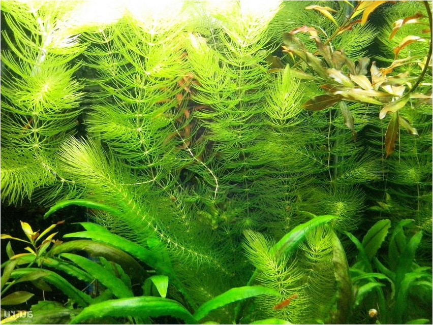 Роголистник погруженный роголистник Ceratophyllum demersum