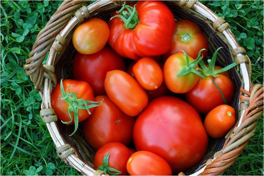 Томат томат Tomatentomate