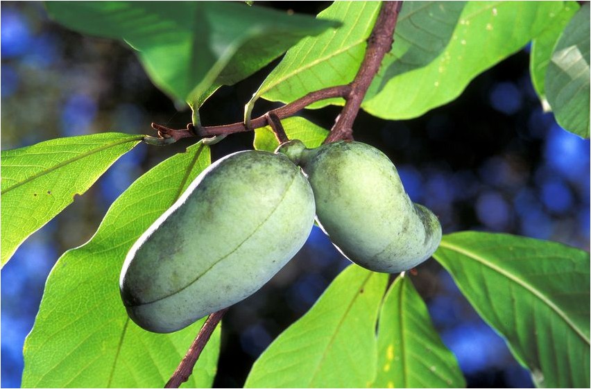 Azimina Azimina