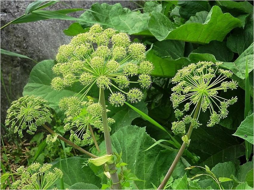 Дудник крупнодольчатый дудник Angelica macrolobata