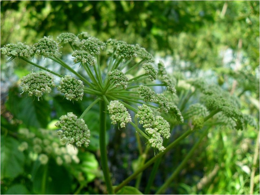 Angelica ränidioksiid