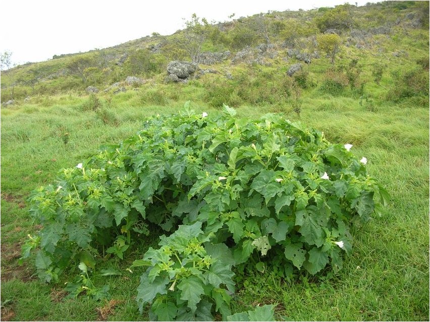Дурман обыкновенный дурман Datura common datura