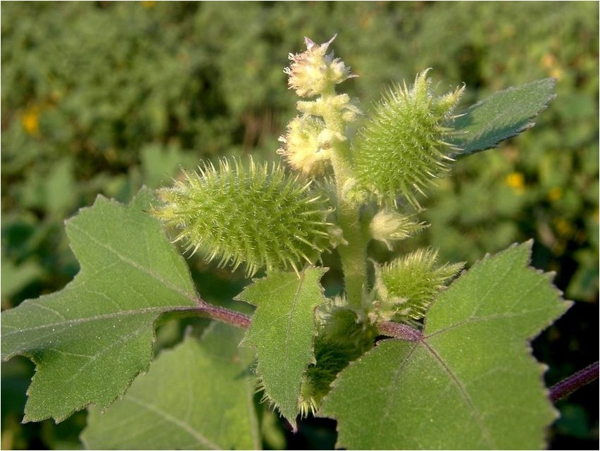 Gewöhnliche Spitzklee