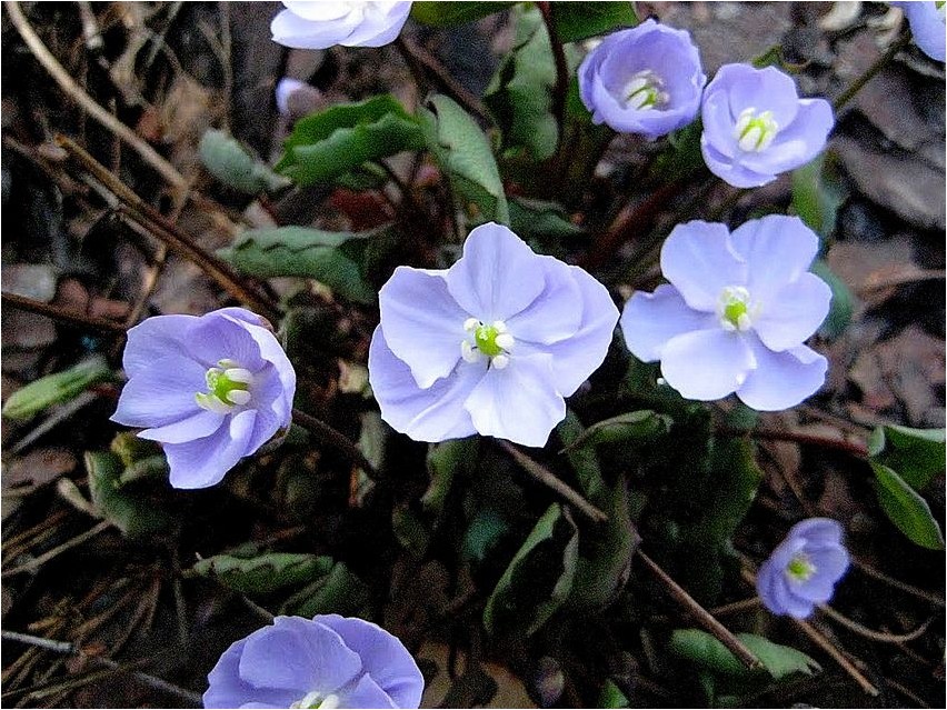 Jeffersonia kahtlane jeffersonia