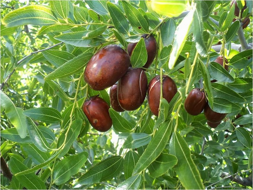 Финик финик Финик финик