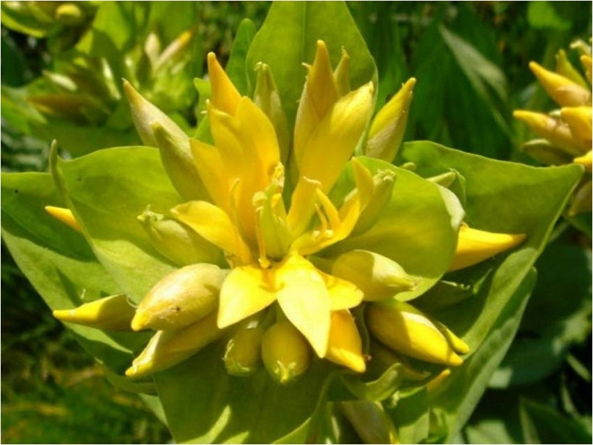 Горечавка желтая горечавка Gentian kollane emajuur
