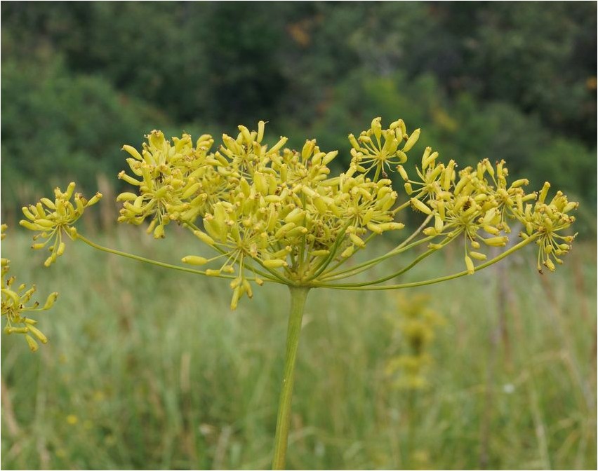 Morison's gorichnik gorichnik