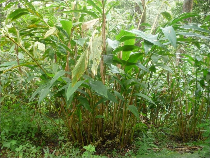 Eletaria cardamomum cardamomum