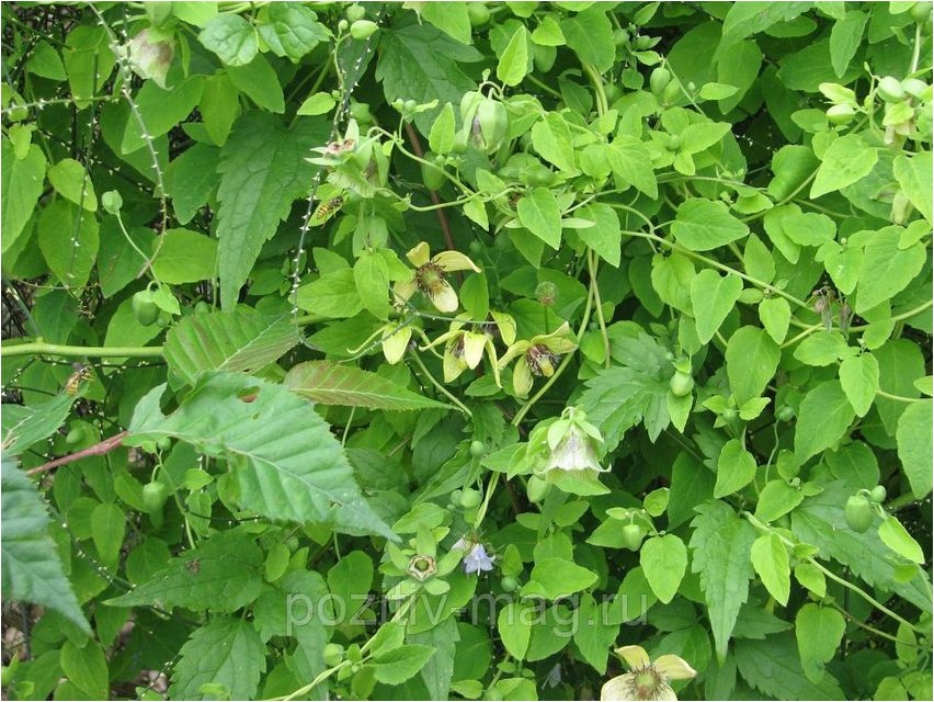 Codonopsis kleinhaarige Codonopsis