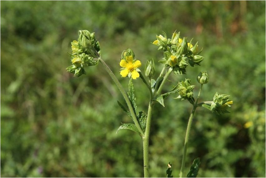 Fingerkraut longifolia