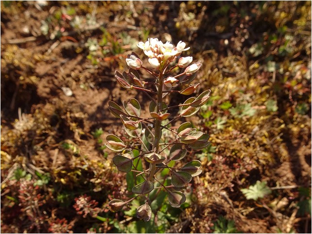 Cinquefoil holostemula