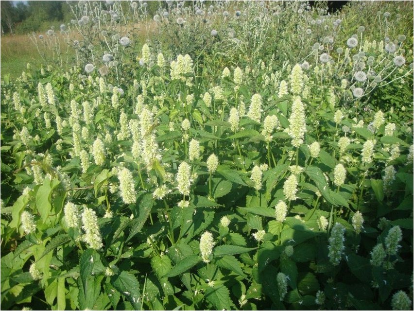 Лофант китайский лофант Lophanthus chinensis