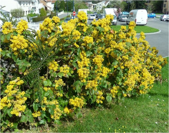Mahonia holly mahonia