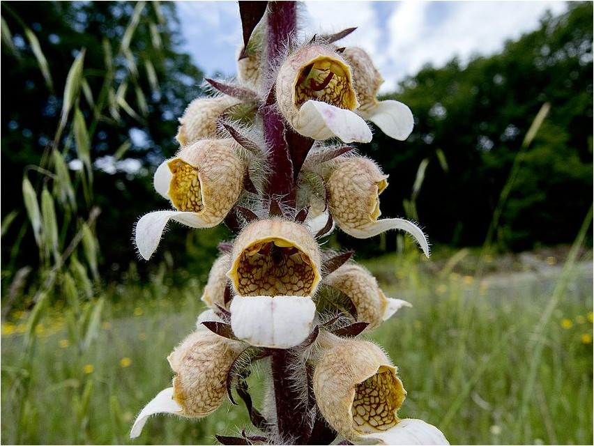 Наперстянка шерстистая наперстянка Digitalis lanata (foxglove)