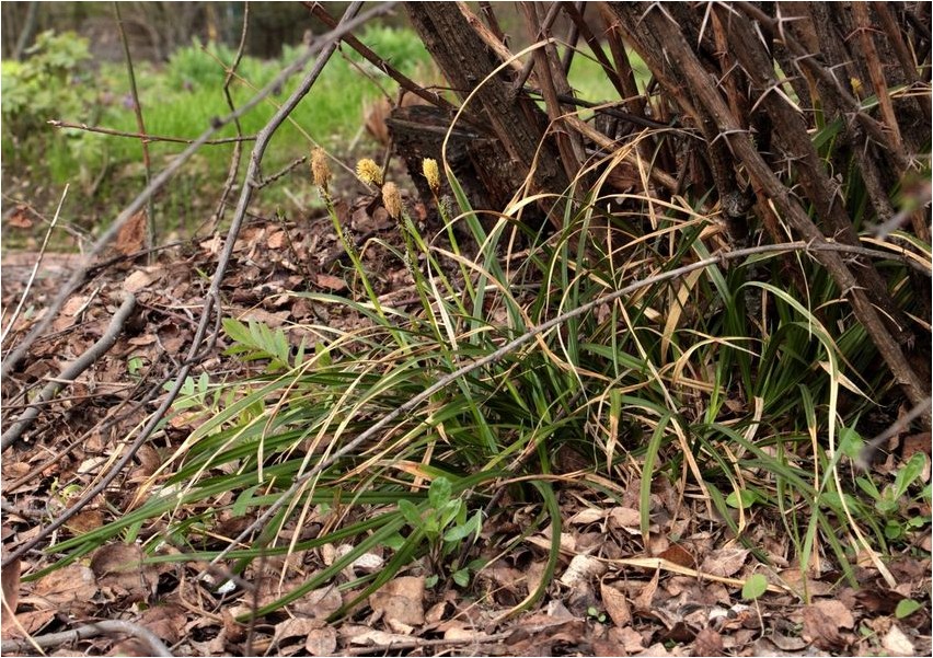 Carex parva (Carex parva)