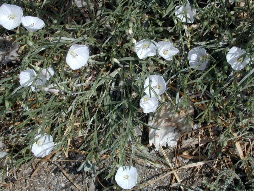 Вьюнок аммана аммана Lõvike (Ammani lehterlill)