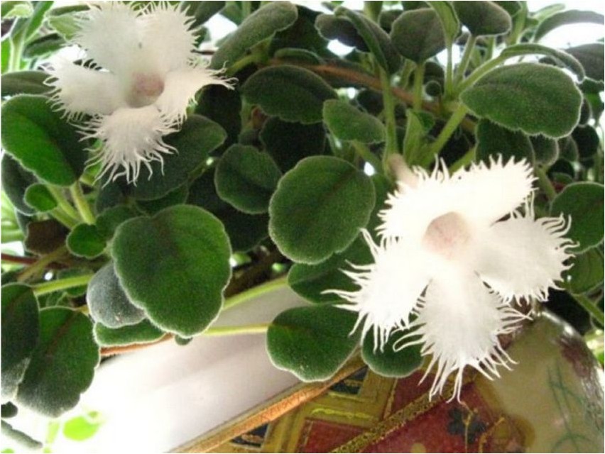 Alsobia alsobia