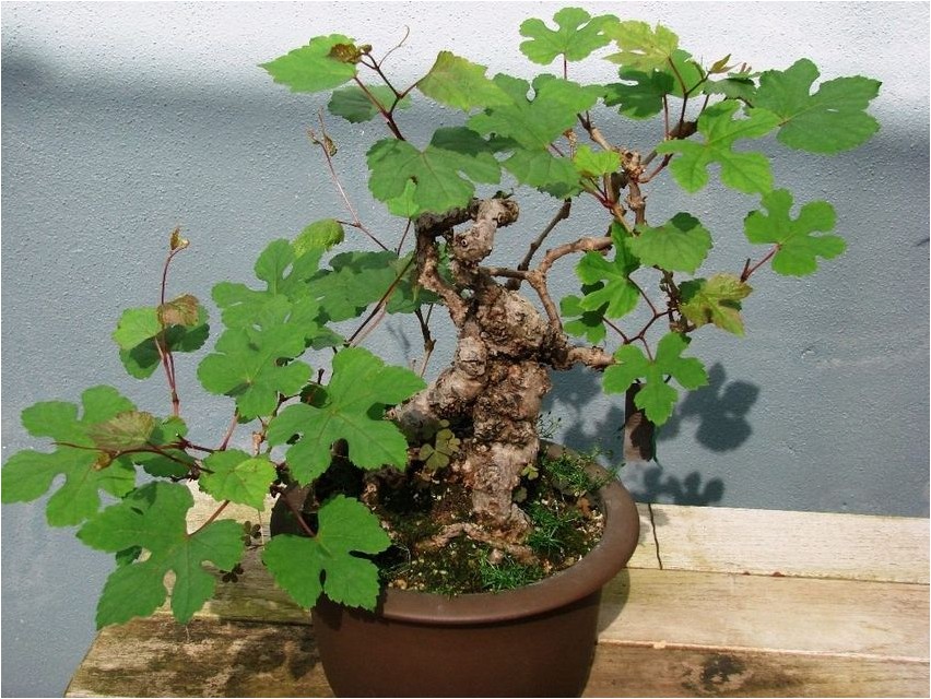 Ампелопсис ампелопсис Ampelopsis Ampelopsis