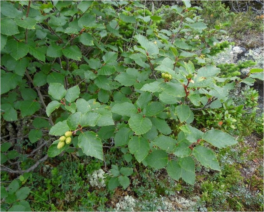 Душекия кустарниковая душекия Dushekia bush Dushekia