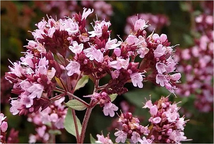 Oregano