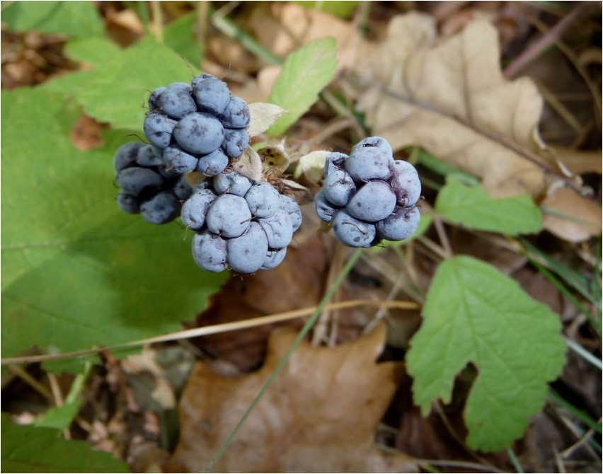 Ежевика сизая ежевика Brombeerblaue Brombeere