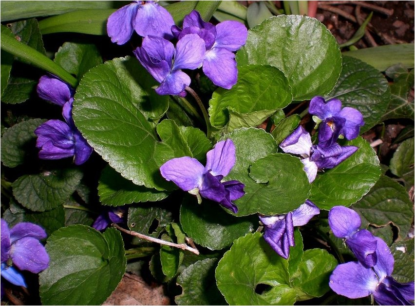 Violetne karvane violetne