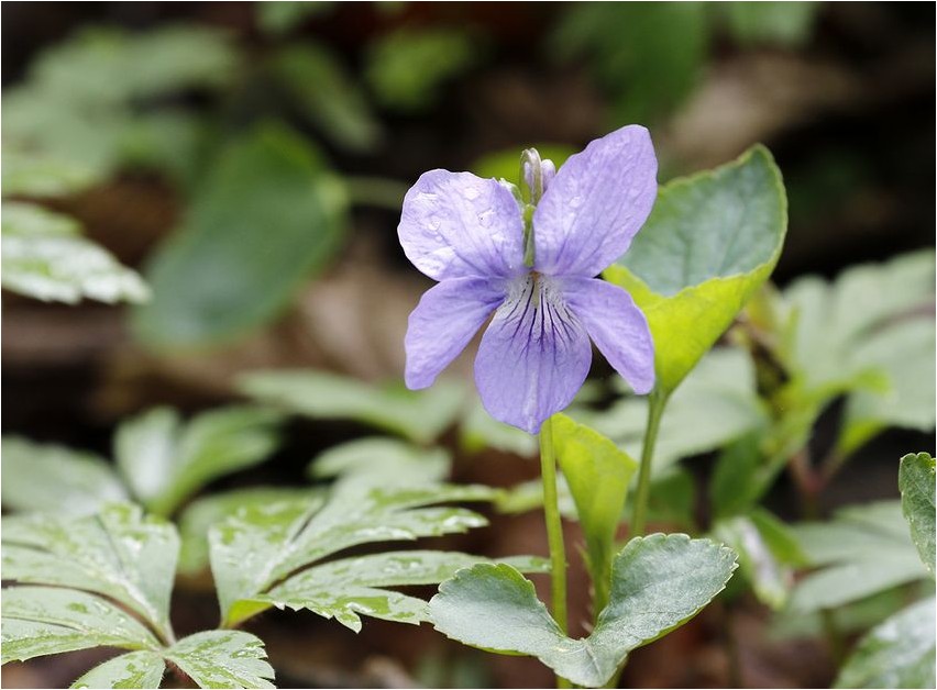 Фиалка удивительная фиалка Violet amazing violet