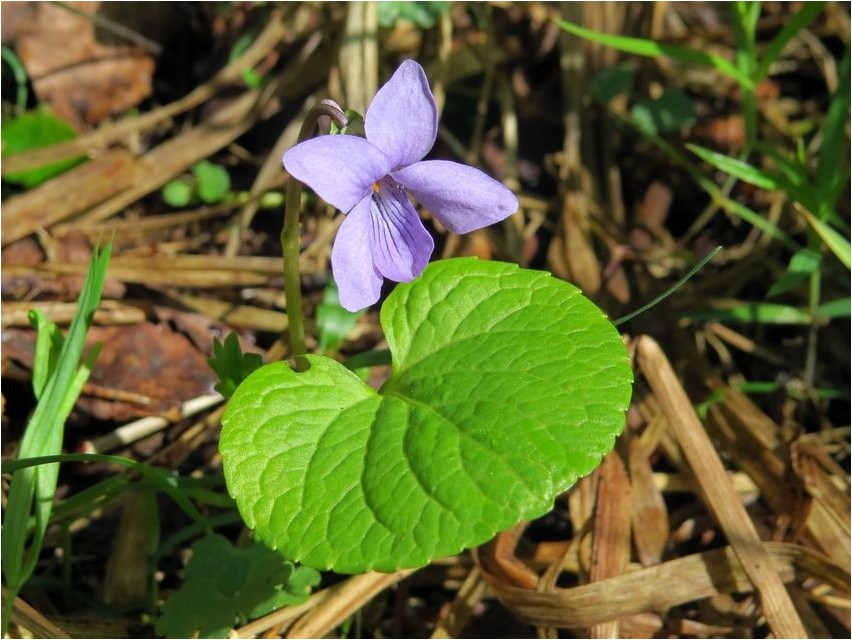 Фиалка удивительная фиалка Violet amazing violet